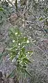 Jasminum didymym ssp. racemosum flowers