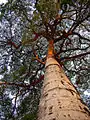 Tree in Mococa, Brazil