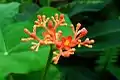 Flower of Jatropha podagrica