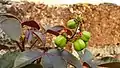 Jatropha gossypiifolia leaf flowers and fruits