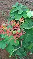 Jatropha podagrica flowers leaves