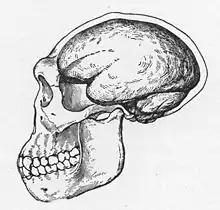 1922 reconstruction of a Java Man skull, due to Trinil 2 being only a cranium, Dubois who believed Java man was transitional between apes and humans, drew the reconstruction with an ape-like jaw but a brain larger than apes'