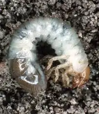 Japanese beetle larva (grub)