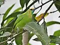 Female clicked in Kannur, Kerala