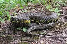 The woodlands are home to several kinds of snakes, including some large poisonous types. (here Yellow-speckled pit viper)