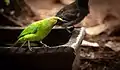 A male Jerdon's leafbird taking a bath.