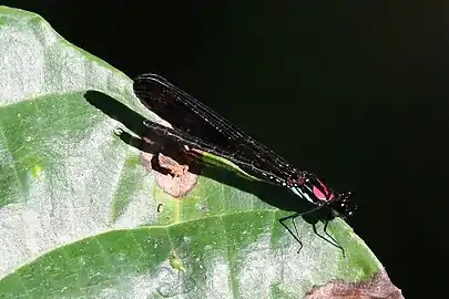 R. fenestrata maleJewel, Bali, Indonesia