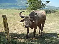 An albino carabao