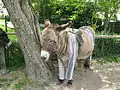 Âne en culotte donkey