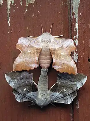 Image 16MatingPhotograph: KateshortforbobTwo poplar hawk-moths in the process of mating, the pairing of opposite-sex or hermaphroditic organisms, generally for the purposes of sexual reproduction. Mating may involve copulation if the species' fertilization is internal, but not if it is external. Different species use different strategies to select a mate, including random mating, disassortative mating, assortative mating, and a mating pool.More selected pictures