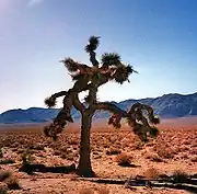 A tree with spiked limbs sprawling in several directions stands in a desert. A mountain range stands in the background