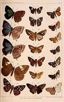 Coladenia laxmi (de Nicéville, [1889]) in Lionel de Nicéville, 1891 On new and little-known butterflies from the Indo-Malayan region