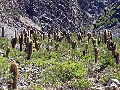 Habitat in Jujuy, Argentina