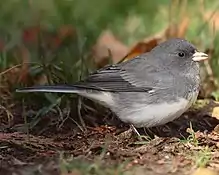 Dark-eyed junco