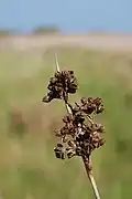 Juncus acutus flowers