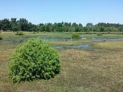 Wetlands near Darány