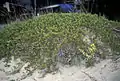 Plant at Pancake Bay sand dunes, Ontario, Canada