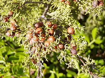 Juniperus phoenicea (Cupressaceae)