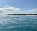 A group of surfers surfing a beach break in Juno Beach, Florida.