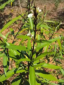 Leaves and flowers