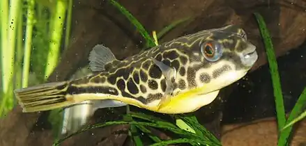 Juvenile mbu puffer