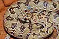 Juvenile mole snake, Auob River bed, Kgalagadi Transfrontier Park, South Africa