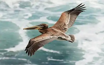 Image 6Brown pelicanPhotograph credit: Frank SchulenburgThe brown pelican (Pelecanus occidentalis) is a bird of the pelican family, Pelecanidae, one of three species found in the Americas and one of two that feed by diving into water. This photograph shows a juvenile brown pelican gliding over the Pacific Ocean at Bodega Head, California. After hatching, the pelican chicks are fed on regurgitated predigested fish and take about two months to fledge. When they leave the nest, they are at first unable to fly and take wing several weeks later. When the parents cease to feed them, some six months later, each will have consumed around 70 kg (150 lb) of fish. The juvenile brown pelican does not acquire adult plumage until three years of age, when the feathers on the neck become paler, the upperparts striped, the wing feathers grayer, and the belly acquires dark spots.More selected pictures