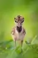 Juvenile red-wattled lapwing