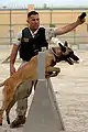 U.S. Naval Security Force K-9 Unit training