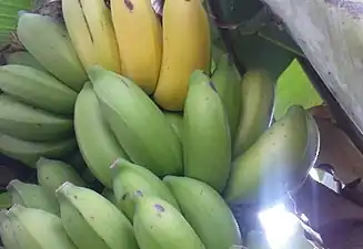 K.Pudur Village Banana tree showing fruits