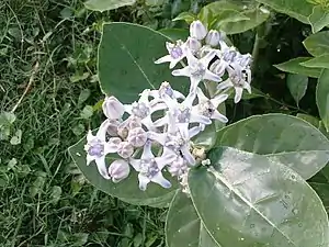 K.Pudur Village Crown flower plants