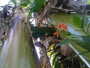 K.Pudur Village Firecracker Flower and banana trees