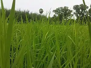 K.Pudur Village Paddy Crop