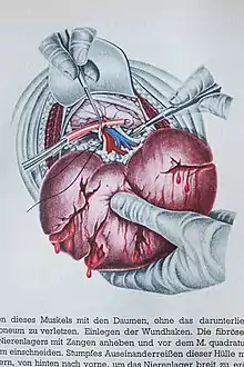 K.Schmid Illustrazione scientifica anni'40.jpg