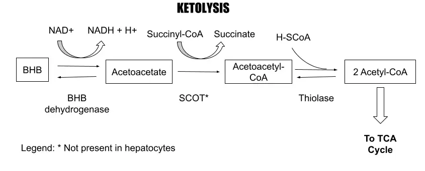 KETOLYSIS