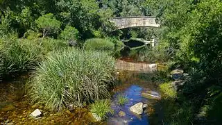 Kaaimans River bridge on the Seven Passes Road between George and Knysna; built by Thomas Charles John Bain. Palmiet growing in foreground.