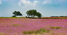 kaas valley flowers