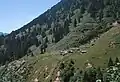 Picea orientalis with Abies nordmanniana and Fagus orientalis on the moist northern slopes of Kaçkar Dağ (Northeastern Pontus). Main component of the scrub between the trees is Rhododendron luteum, above Ayder, c.1700 m s.l.