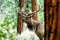 Socorro County is home to healthy populations of elk.