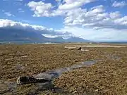 High densities of Hormosira on a broad rocky platform in Kaikoura, New Zealand