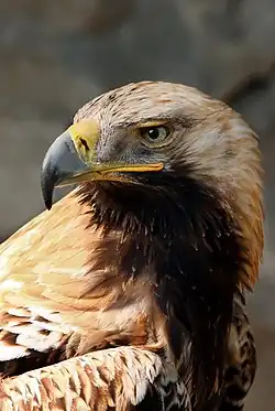 Eastern imperial eagle