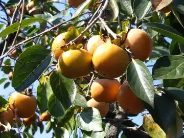 Japanese persimmon