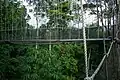 Canopy walkway