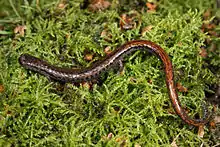 California slender salamander