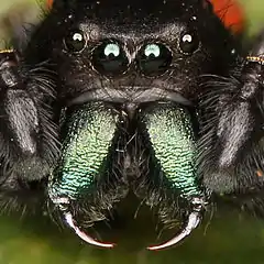 The fangs in spiders' chelicerae are so sclerotised as to be greatly hardened and darkened