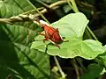 Nymph of a Kalidasa species