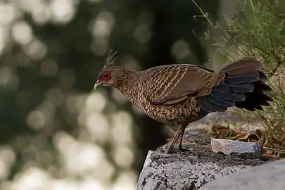 Kalij pheasant (Lophura leucomelanos hamilton)