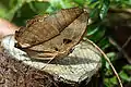 Dry-season, female, underside