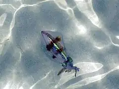 Caribbean reef squid (Sepioteuthis sepioidea) in the beach.