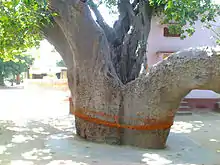 Kalpavriksha in Rajasthan. Two large trees trunks with sacred threads tied to it.